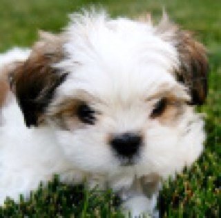 Callahan born pup, owned and loved by Kaitlyn. Follow me for your daily puppy love!