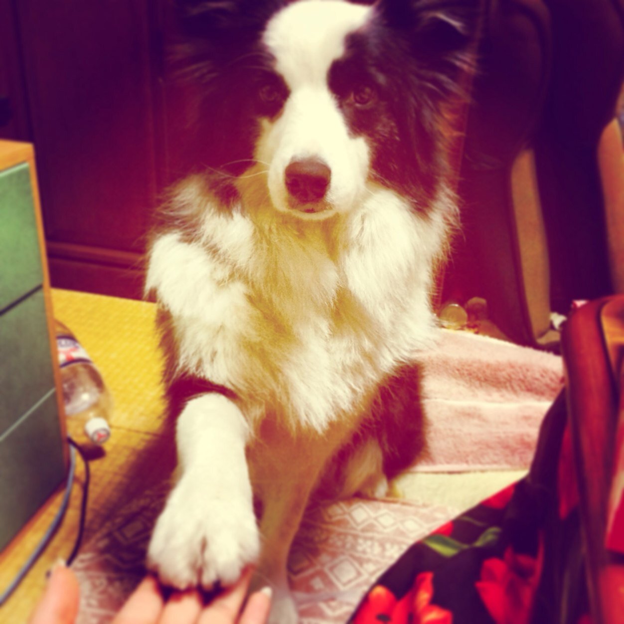 Claris Claris Twitter