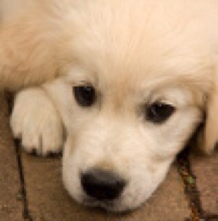 SheliaTruitt's profile picture. Wayland based pup, owned by Marissa. Follow me for your daily puppy love!