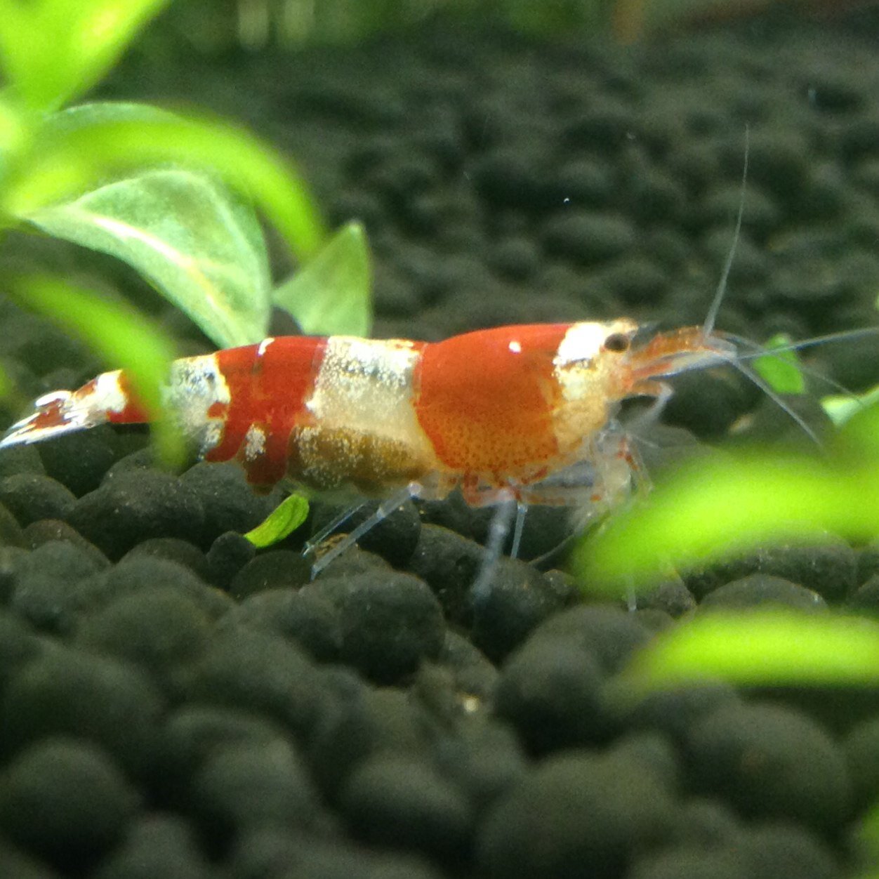 sitami004's profile picture. アクアリウムはまってます。水槽は3本(エビ、グッピー、メダカ)