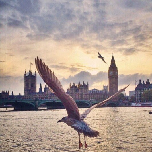 shosho_A_F's profile picture. .