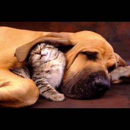 TierfutterSevdi's profile picture. Tierfutter Geschaft