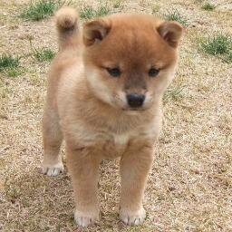 生々流転ですね〜。