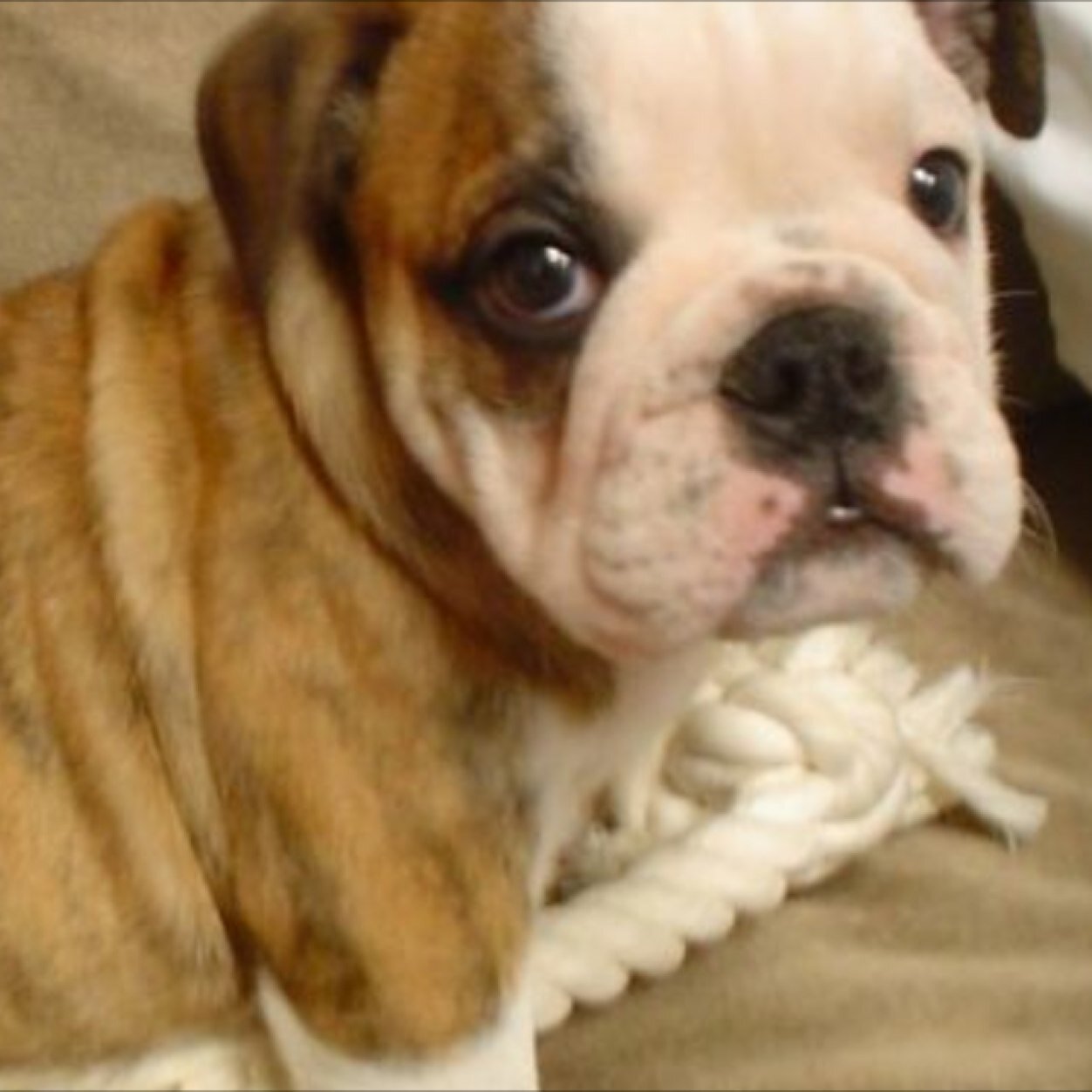 Crazy1610uk's profile picture. 