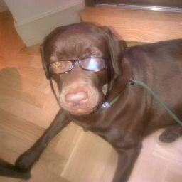 I'm an Austrian born Chocolate Labrador living in London. I like sticks.
