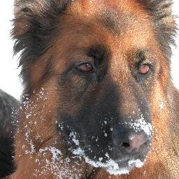 tiz5005's profile picture. dog lover and dogsbody for OH!