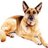 PetPerfection's profile image