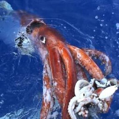 ダイオウイカ サメとかマンタとかクジラを イカと比べるとか大人気なすぎる ダイオウイカにも負けない 海の生きものオールスターズ Http T Co Wu6pnd5eno ダイオウイカ サメとかマンタとかクジラを イカと比べるとか大人気なすぎる ダイオウイカにも負けない 海の生きものオールスターズ Http T Co Wu6pnd5eno