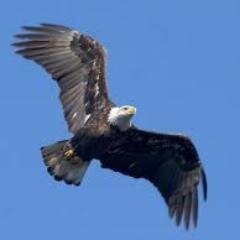 yasereagle's profile picture. 