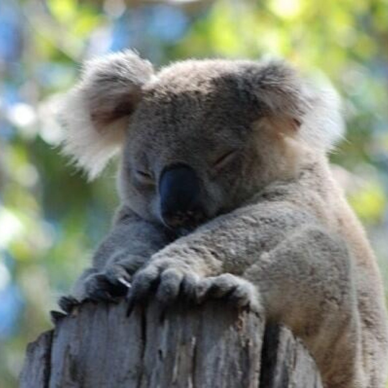 kellyandoYNWA's profile picture. 