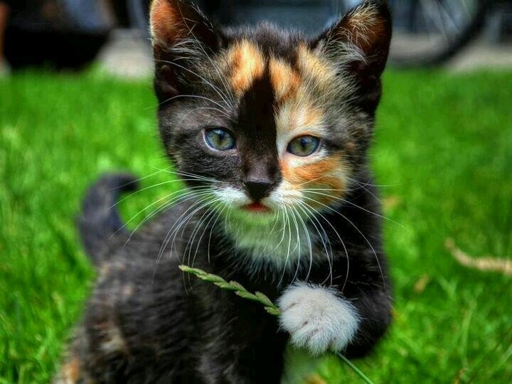 Momm Mousepelt Dadd Whiptail. I love to be outside! Not born yet.