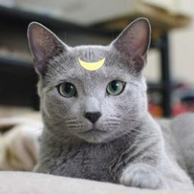 ルナ(偽)