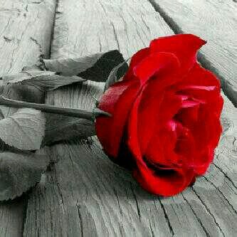 ♡
هادئہہ امام الناس ، مزعجہہ امام من احب وخلف الازعاج مزاج غريب! لي مع الصمت حكايہہ عشق، انا فتآة بمفاهيم مختلفہہ ♡