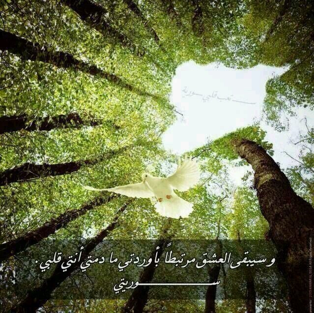 roni81632's profile picture. 