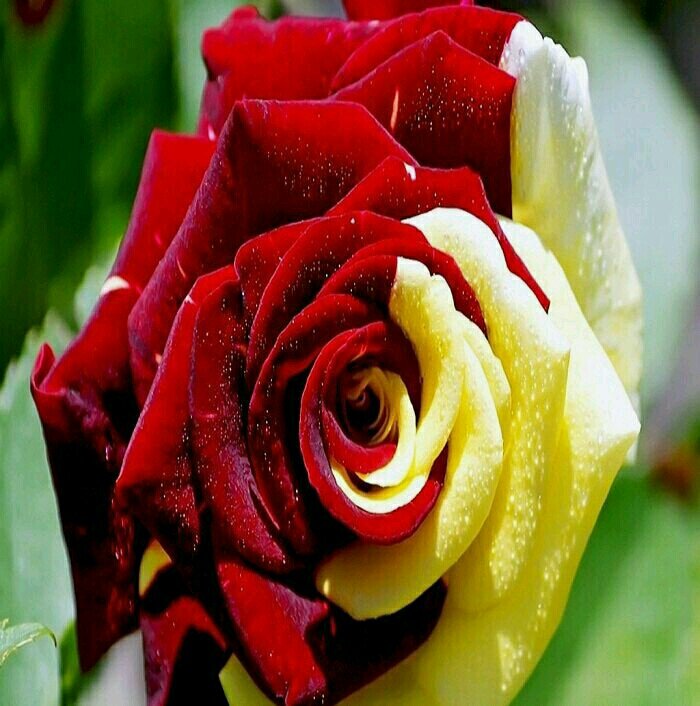 uosa412's profile picture. 