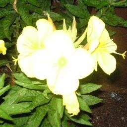 BerthaAWilson's profile picture. I am a Born again Christian! Grandmother of 12. I Love to clip coupons and enter sweepstakes.