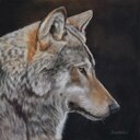 Ellery Brown - @wintersbird55 - Twitter