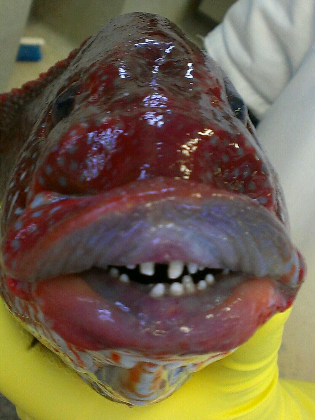 robdeves's profile picture. Fishmonger who is enthusiastic about local produce.