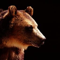 QRvonMises's profile picture. Aspiring polymath, admirer of the Austrian School, bear with opposable thumbs.