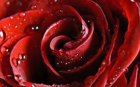 It is a local run business supplying a wide range of flowers all year round. Sunday openings will begin from March 30th until September 28th from 12.00-18.00.