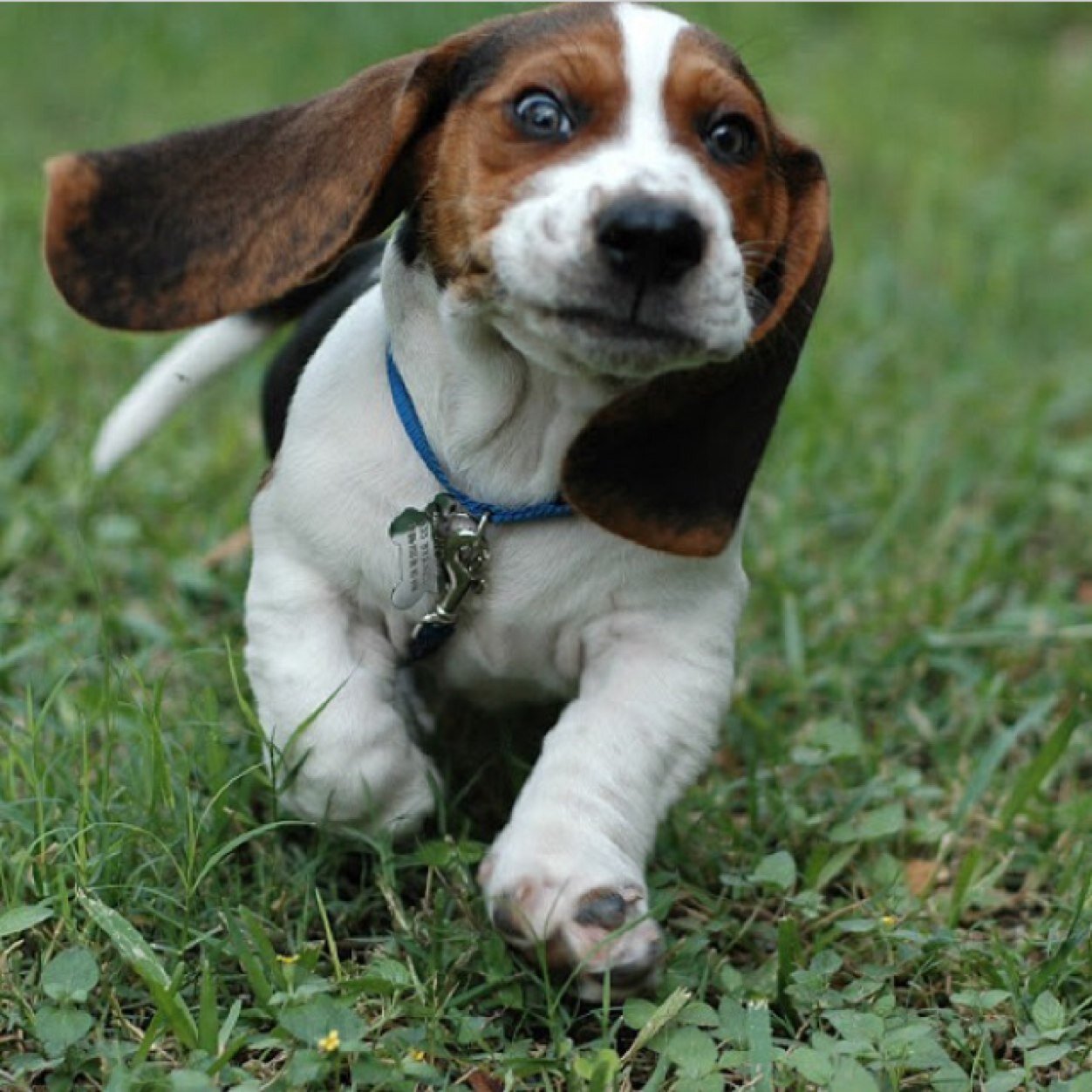 Hey everyone! This is our official twitter! Instagram and MySpace: Dogs75Dogs follow us! We love dogs!