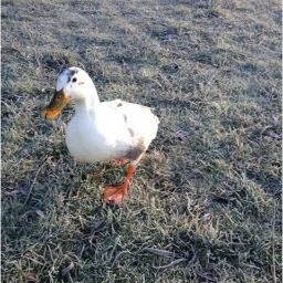 Digby was left abandoned on the  lake. He was rescued and hand reared and now lives happily with his friends by the 12th green. He specialises in course updates