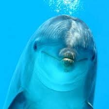 dolphin
