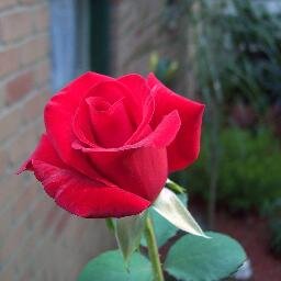 pearl_siham's profile picture. 