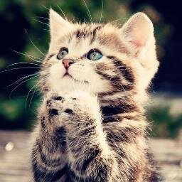 My mission is to save animals from laboratory experiments