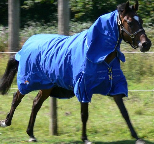 rainbowequine's profile picture. Quality Performance Horse Wear Combining Durablilty & Affordability