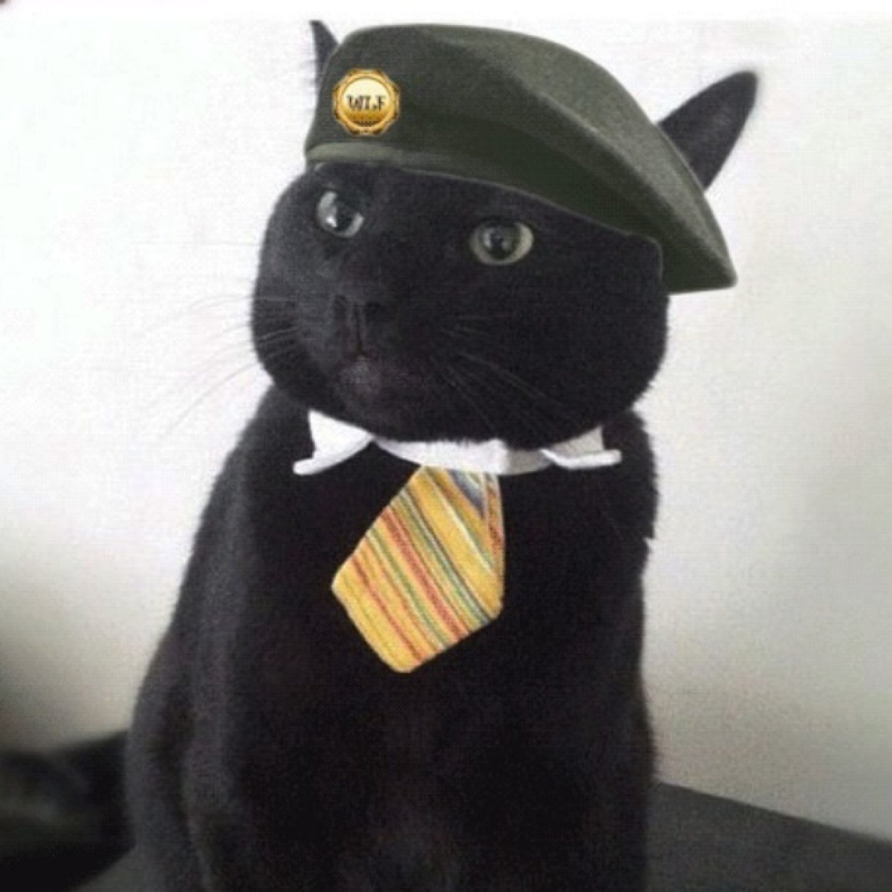Just a cool cat livin' it up. I'm a miracle, too. #WLF