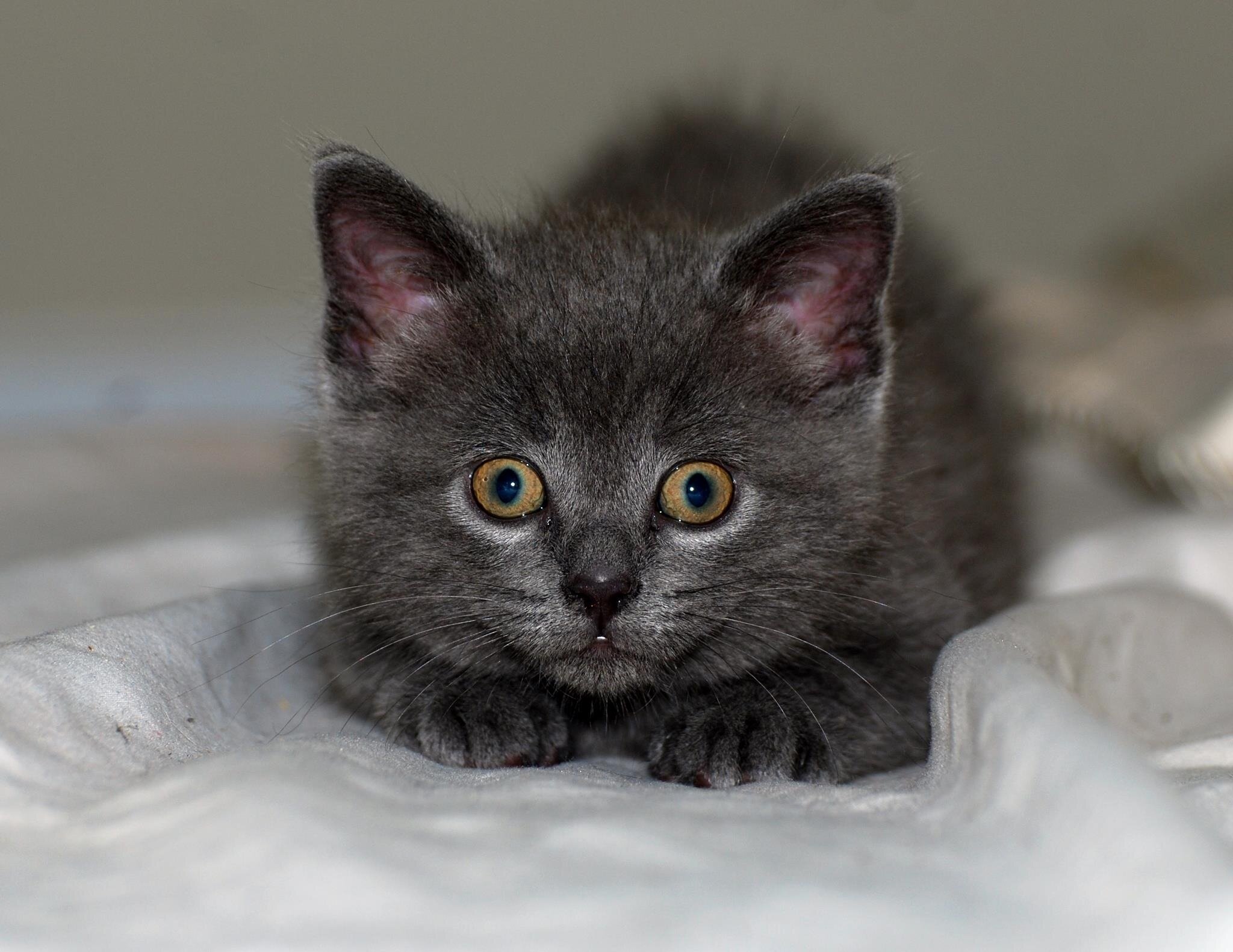 Kitty Korner is a socializing home for strays. The cats do have a wishlist at amazon http://t.co/QT68errAvf
