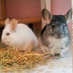 Club Amigos de las chinchillas