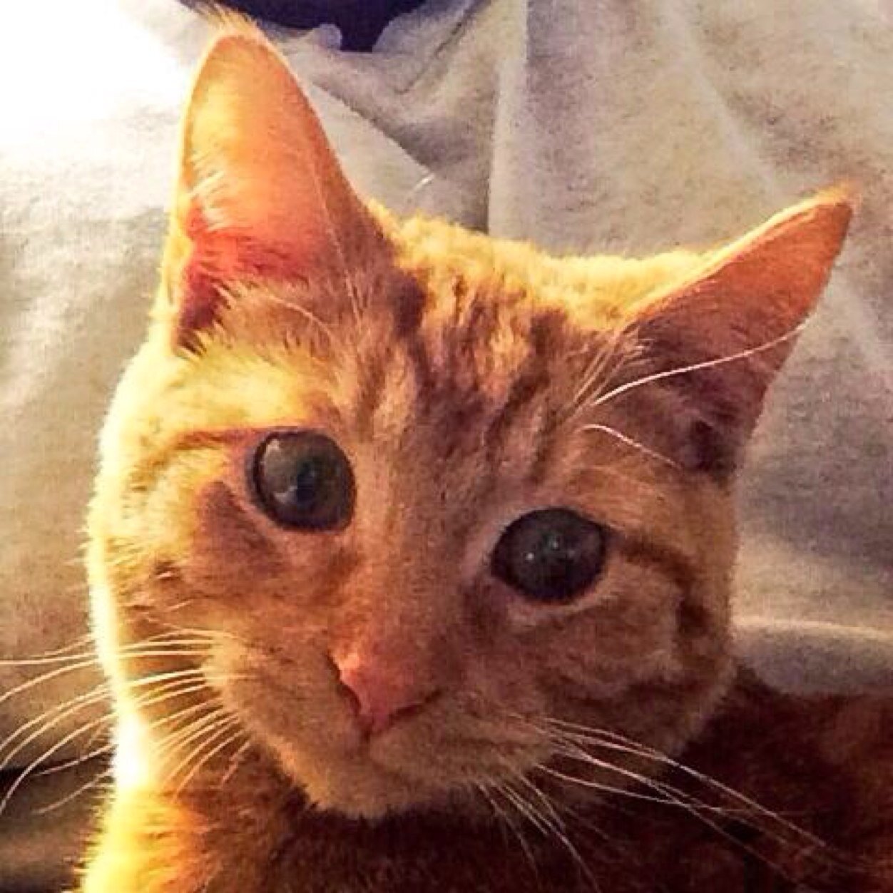 Meow meow meow meow meow, ΣΦΕ