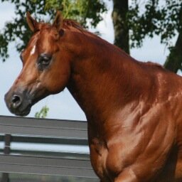 The_AQHYA_Life's profile picture. 2 quarter horses, one youth and one big dream *Stay classy bitches* *Breed circuit Problems* |Region 6|