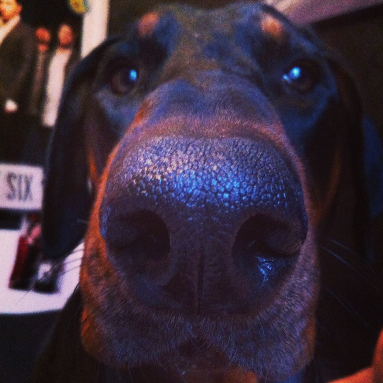 Woof. Im a one year old doberman, loving life! What you saying!!!