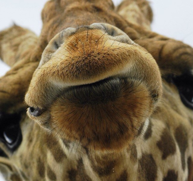 It's crazy how awesome i am, how cool giraffes are and how ironic some situations can be. Follow me for some relatable material.