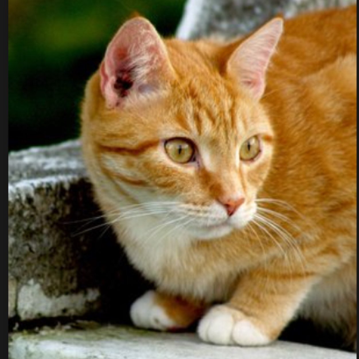 Amber eyes , a orange tom with white markings (ma:@bloodMC1 da:@ashT_of_meadowC) clan:snowclan loves: @angelheartkit