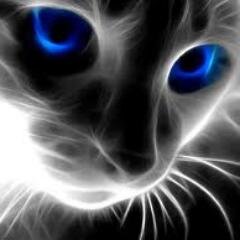 Find best Cattery and you will find best Kitten.
