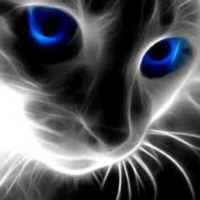 Best Cattery Bestcattery Twitter