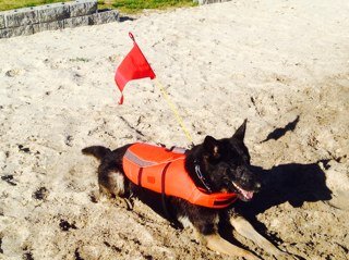 Dedicated to saving the lives of our fur-babies who love the water.