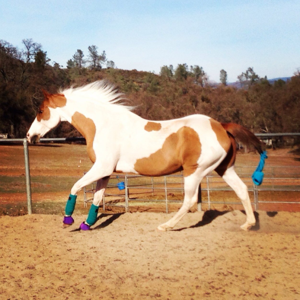 TheBubba97's profile picture. The life of a registered American Paint Horse. Not a fan of PETA or HSUS. I'm just a little bit *fabulous*.