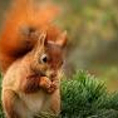 Squirrelish1's profile picture. Degenerate and occasional twitch streamer. https://t.co/WWu7uDQ4zj