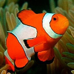 TanksFishy's profile picture. Freshwater and Saltwater Aquarium Fish, Tanks, Supplies. Guides, Reviews, and More!