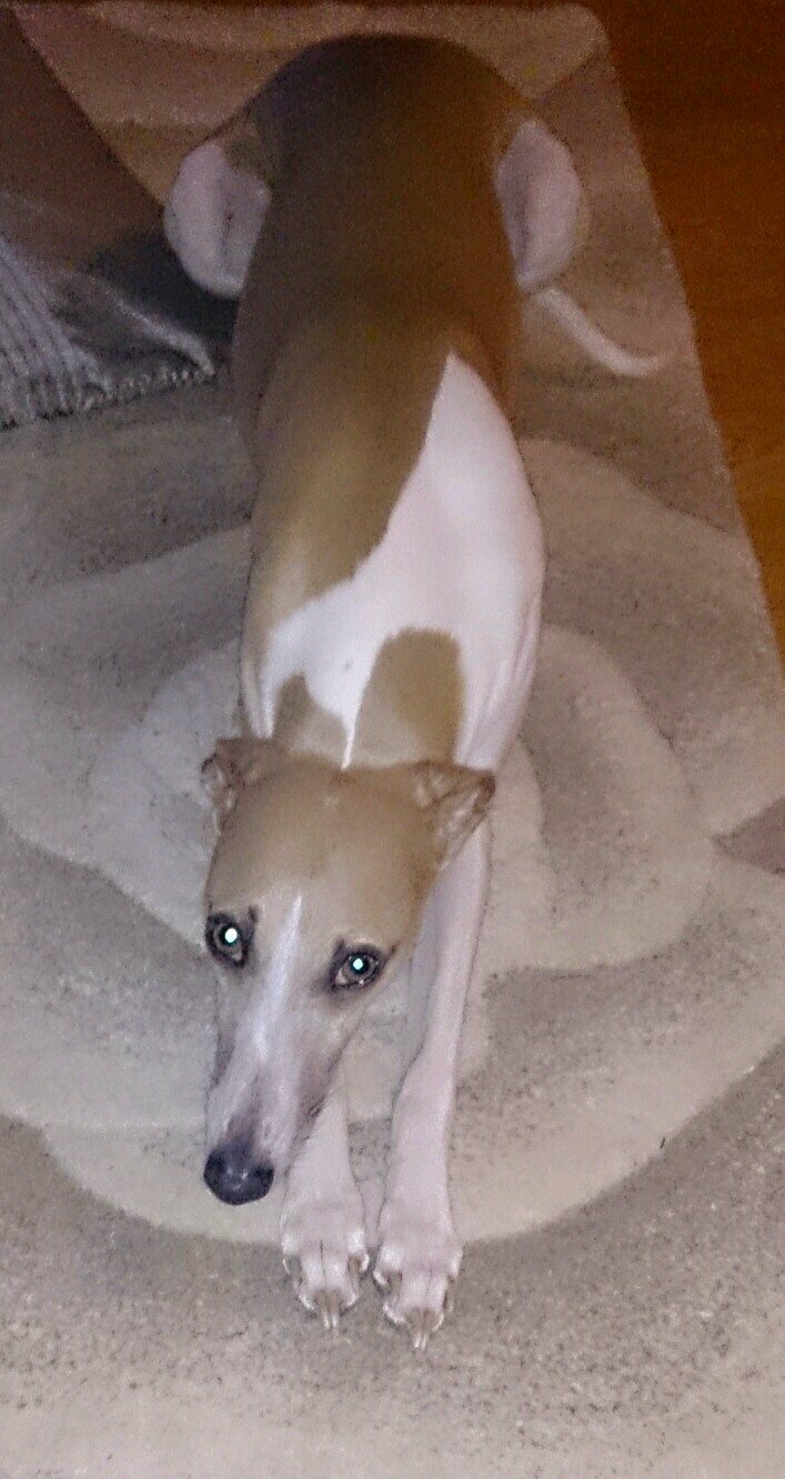 ShermanSkye's profile picture. 