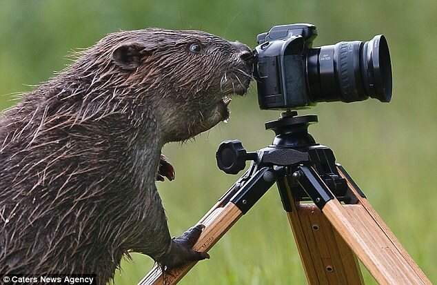 Chessus2's profile picture. 