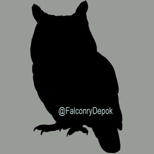 Pencinta Bird Of Prey regional Depok, Jakarta dan sekitarnya