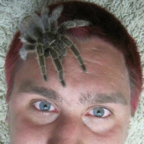 ACrazySpider's profile picture. 