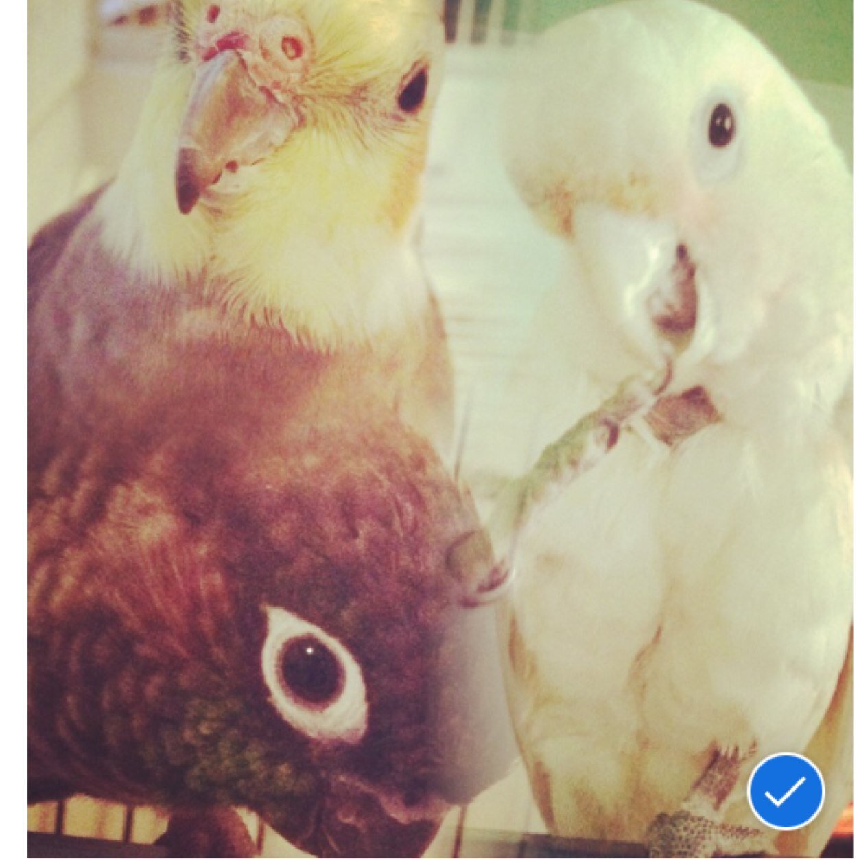 Hi, my name is peaches! Im a goffin cockatoo. And i share this account with my brother sky, a cockatiel and my sister diamond, a green cheek conure! ✌