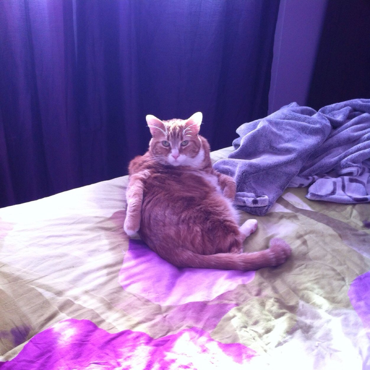 OscarTheCat666's profile picture. Hi my name is Oscar and I fucked your bitch..